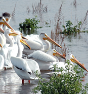 photo_pelicans
