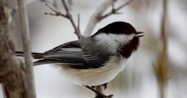 2017 Backyard Bird Count Approaches | Montana Audubon