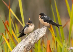 Two barn swallows on a dead branch.