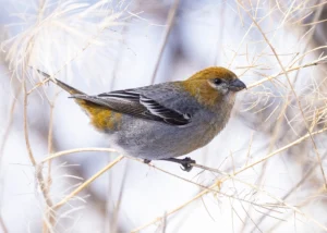 A Pine Grosbeak in a winter-scape on thin branches.