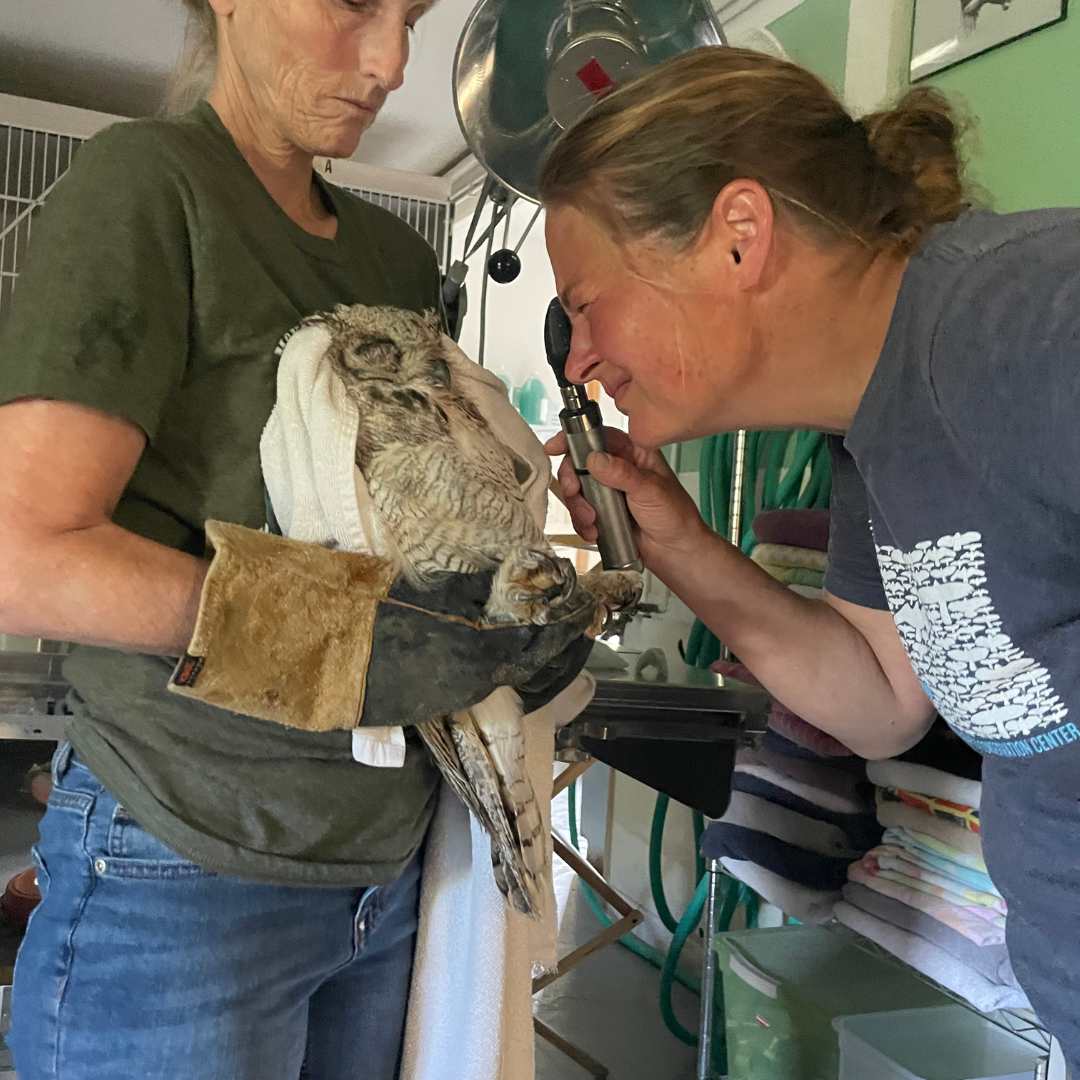 Montana Raptor Spring 2025 AWF Grant Update: Montana Raptor Conservation Center - Montana Audubon
