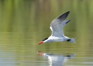 A Caspian Tern in flight low over the water. 